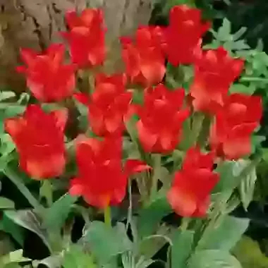 Red Riding Hood